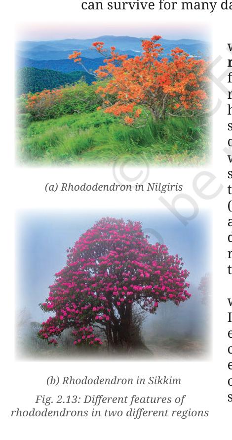 Fig. 2.13 - Different features of rhododendrons in two different regions